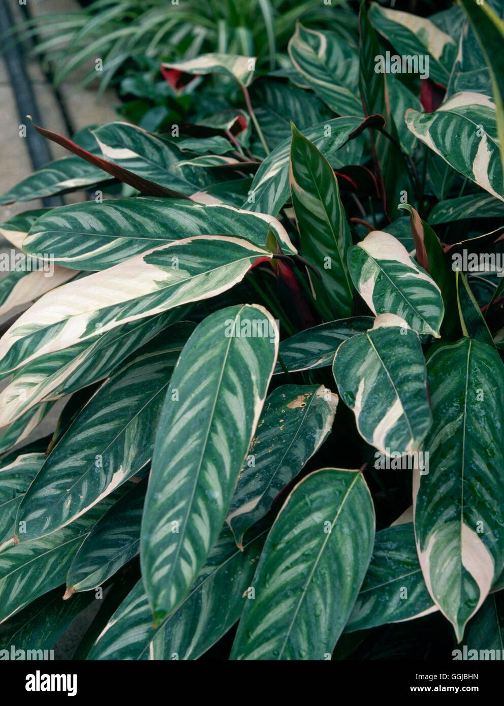 Ctenanthe oppenheimiana - `Tricolor'- - Never-never Plant   HPS041448  /Photo Stock Photo